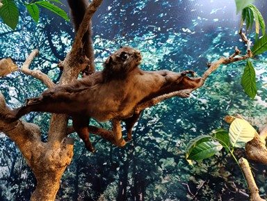 Tìm hiểu về Cầy bay qua mẫu vật trưng bày tại Bảo tàng tỉnh Lâm Đồng