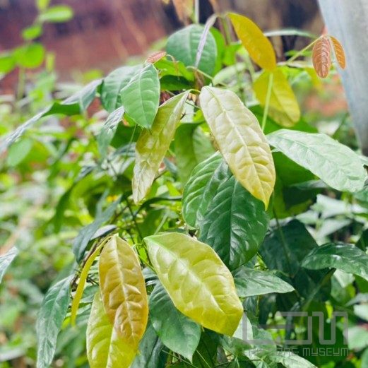 Lá bép - hương vị núi rừng trong đời sống đồng bào Tây Nguyên